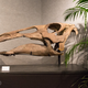 Image for article titled Ancient Bones and Millionaires: Dinosaurs For Sale in Manhattan